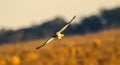 Male northern harrier - circus cyaneus - flying low over meadow, sideways towards camera while hunting