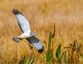 Male northern harrier -circus cyaneus - flying low over meadow