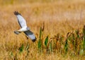 Male northern harrier circus cyaneus flying low over meadow