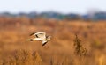 Male northern harrier -circus cyaneus - flying low over meadow, sideways view, underside of wings and tail showing, looking
