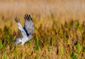 Male northern harrier - circus cyaneus - landing on prey in marsh