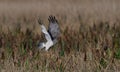 Male northern harrier circus cyaneus landing on prey in marsh