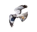 Male northern harrier - Circus hudsonius - isolated cutout on white Royalty Free Stock Photo