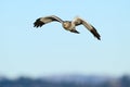 Male northern harrier in flight approaching with black wingtips and yellow eyes
