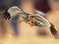 Northern Harrier aka Gray Ghost Royalty Free Stock Photo