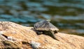 Male northern map turtle, Graptemys geographica, basking on a summer day in Ontario Canada Royalty Free Stock Photo