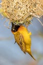 Male Northern Masked Weaver, Kenya, Africa