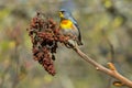 Northern Parula - Setophaga americana