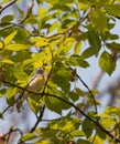 Male Northern Parula Warbler Perched in Tree Looking Up Royalty Free Stock Photo