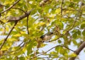 Male Northern Parula Warbler Perched in Tree Royalty Free Stock Photo