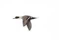 Northern pintail duck `  Anas acuta ` Royalty Free Stock Photo