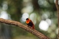 Male Northern red bishop Euplectes franciscanus Royalty Free Stock Photo