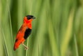 Male Northern Red Bishop perch Royalty Free Stock Photo