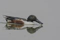 Male Northern Shoveler Anas clypeata Swimming In A Lake. Royalty Free Stock Photo