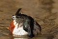 Male Northern shoveler Royalty Free Stock Photo