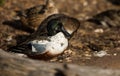 Male Northern shoveler Royalty Free Stock Photo