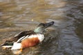 Male Northern shoveler Royalty Free Stock Photo