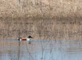 Male Northern Shoveler Duck anas clypeata Royalty Free Stock Photo