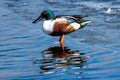 Male Northern Shoveler Duck in Littleton, Colorado Royalty Free Stock Photo