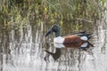 Male Northern Shoveler Royalty Free Stock Photo