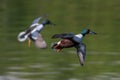 Male Northern Shoveler ready to land at a pond Royalty Free Stock Photo