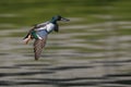 Male Northern Shoveler ready to land at a pond Royalty Free Stock Photo