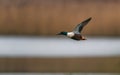 Male of Northern Shoveler, Shoveler, Anas clypeata in flight over marshland Royalty Free Stock Photo