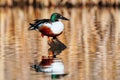 Male Northern shoveler sitting on a stump, Colorado Royalty Free Stock Photo