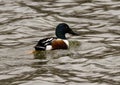 Male Northern Shoveler swimming in a a large pond in McInnish Park in Carrollton, Texas. Royalty Free Stock Photo