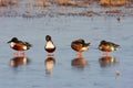 Male Northern Shovelers (Anas clypeata) Royalty Free Stock Photo