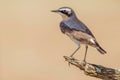 Male Northern Wheatear In Breeding Plumage Royalty Free Stock Photo
