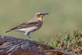 Male Northern Wheatear On Fallen Log