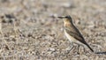 Male Northern Wheatear on Field Royalty Free Stock Photo