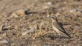 Male Northern Wheatear in Field Royalty Free Stock Photo