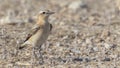 Male Northern Wheatear on Ground Royalty Free Stock Photo