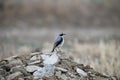 Male northern wheatear Royalty Free Stock Photo