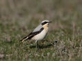 A male of The northern wheatear