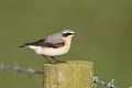 Male Northern Wheatear Royalty Free Stock Photo