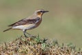 Male Northern Wheatear - Oenanthe oenanthe Royalty Free Stock Photo