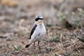 Male northern wheatear Royalty Free Stock Photo