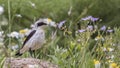 Male Northern Wheatear on Rock Royalty Free Stock Photo