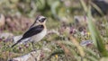 Male Northern Wheatear on Rock Royalty Free Stock Photo