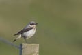 Male Northern Wheatear, Oenanthe oenanthe, perched Royalty Free Stock Photo