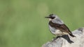 Male Northern Wheatear on Rock Royalty Free Stock Photo