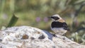 Male Northern Wheatear on Rock Looks Left Royalty Free Stock Photo