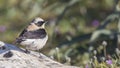 Male Northern Wheatear on Rock Royalty Free Stock Photo