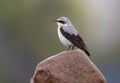 Male Northern Wheatear sits on top of rock in rain Royalty Free Stock Photo