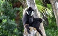 Male Northern White-Cheeked Gibbon Nomascus leucogenys Sitting Royalty Free Stock Photo