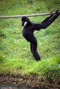 Male northern white-cheeked gibbon playing with a rope