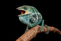 Male Nosy Faly panther chameleon on a branch on a black background Royalty Free Stock Photo